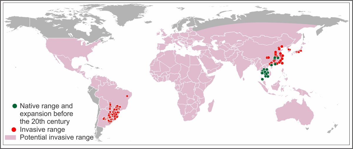 Карта распространения моллюсков. Зелёным обозначены места обитания до 20 века. Красным – регионы, где их встречают сегодня. Розовым закрашена та часть планеты, где животные способны к размножению.