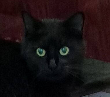 Все фотографии чёрной кошечки сделаны моей коллегой Людмилой Андрийчук