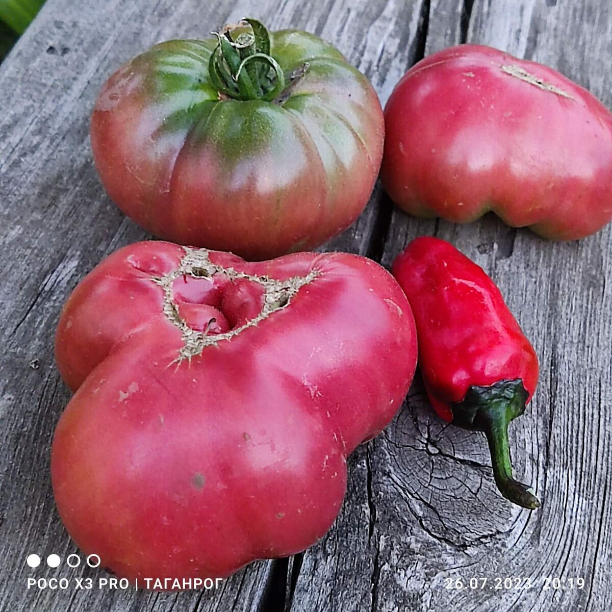 Томаты уже не такие красивые, как на первых кистях, но сочные и мясистые