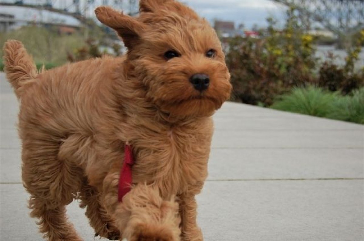    Городские службы Ростова перевели в режим повышенной готовности из-за гроз