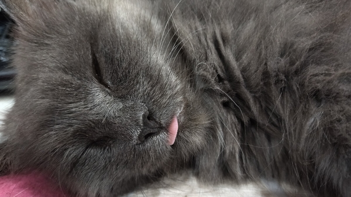 Сладкий сон сморил, даже язычок не успела убрать