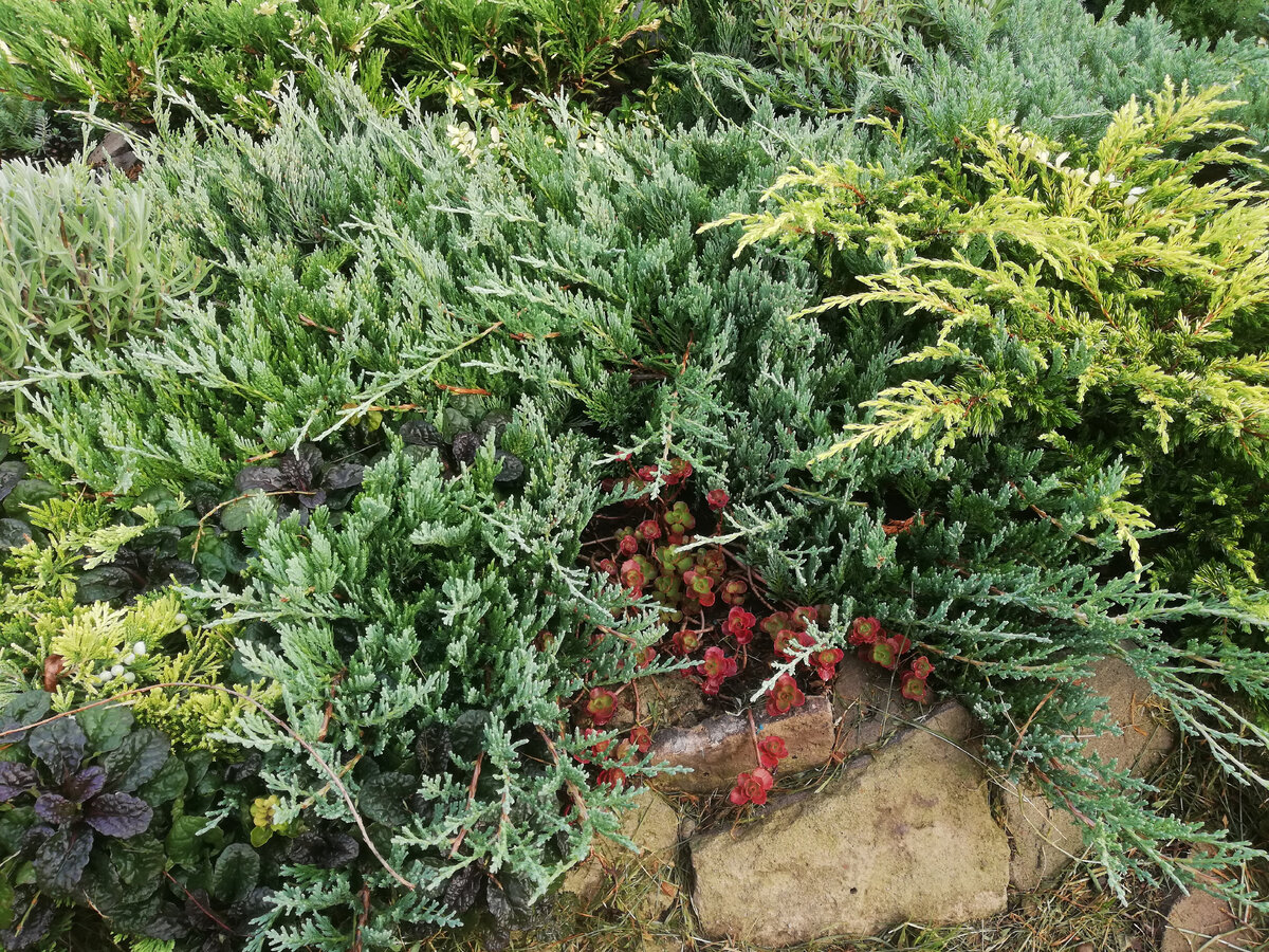 Juniperus horizontalis Glacier