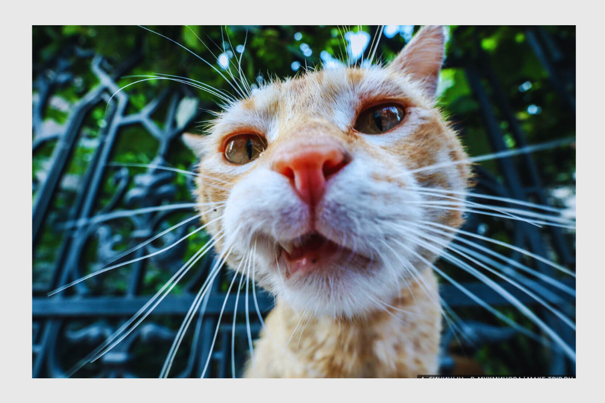 Тбилисский кот-разбойник