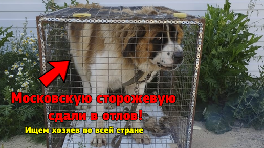 Московская сторожевая собака сидит в клетке и её могут усыпить | Зоо ...