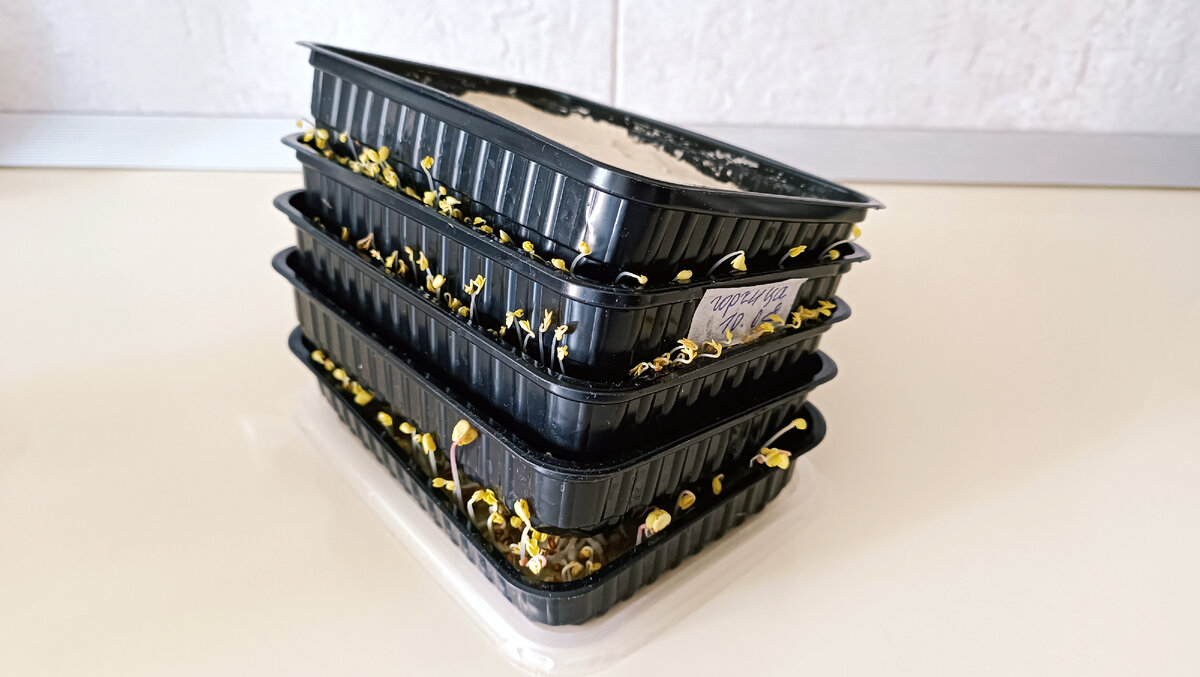 Микруша проросла и рвется на свет