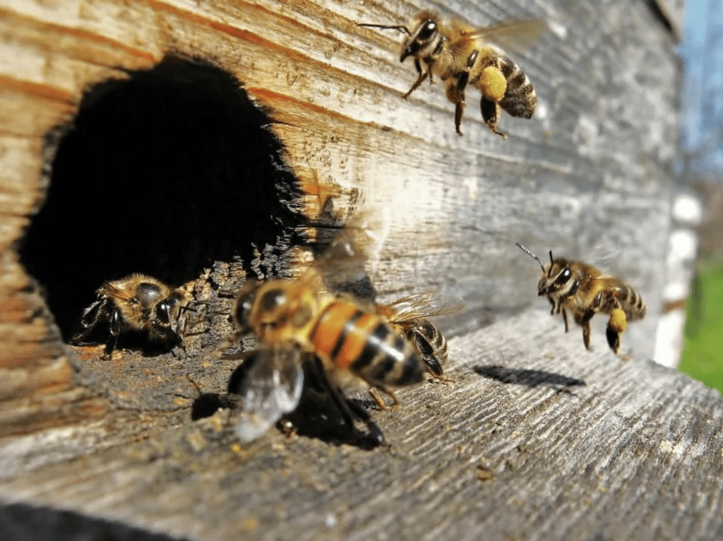 Источник: https://yutazy.ru/news/selskoe-hozyaystvo/mor-pchel-dobralsya-i-do-tatarskikh-ulev