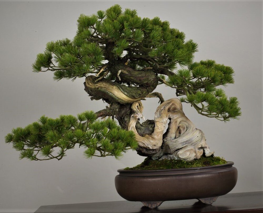 Дерево Bonsai 4k