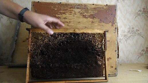 Основные требования к ловушкам для пчел, их изготовление своими руками
