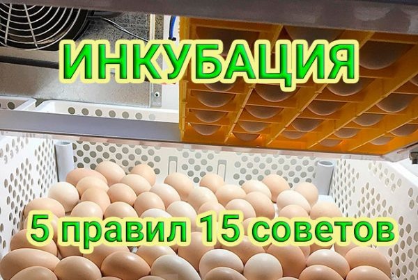 Инкубация и выведение цыплят в домашних условиях – 5 правил и 15 подсказок 🥚🐣🐥🐤❗