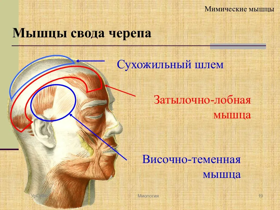 TОР-5 косметических процедур для роста волос – плюсы и минусы | Hair Food