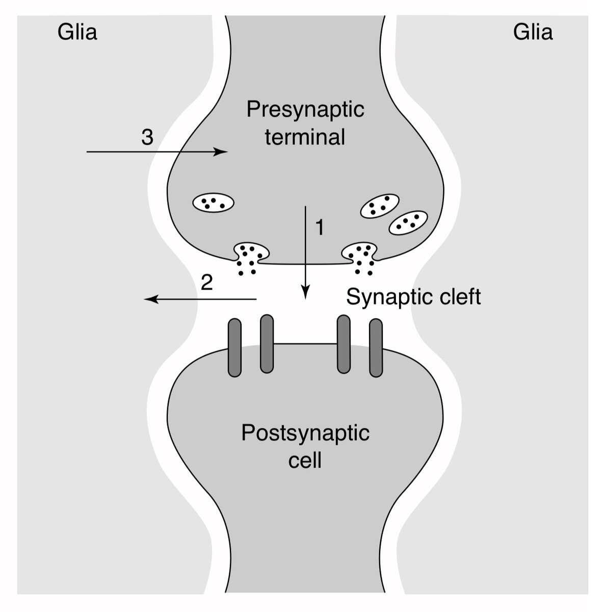     Концепция трехстороннего синапса в 1999 году Alfonso Araque et al. / Trends in Neurosciences, 1999