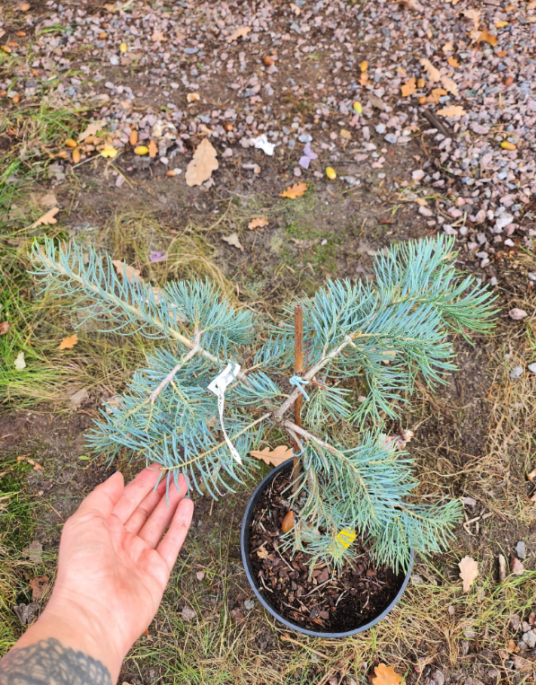 Пихта одноцветная Блю Рейн: плакучая красотка, о которой никто ничего ...