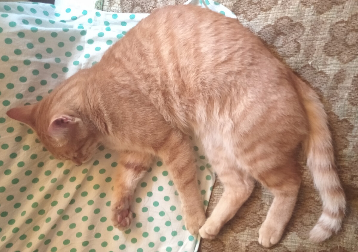 Личное  фото.