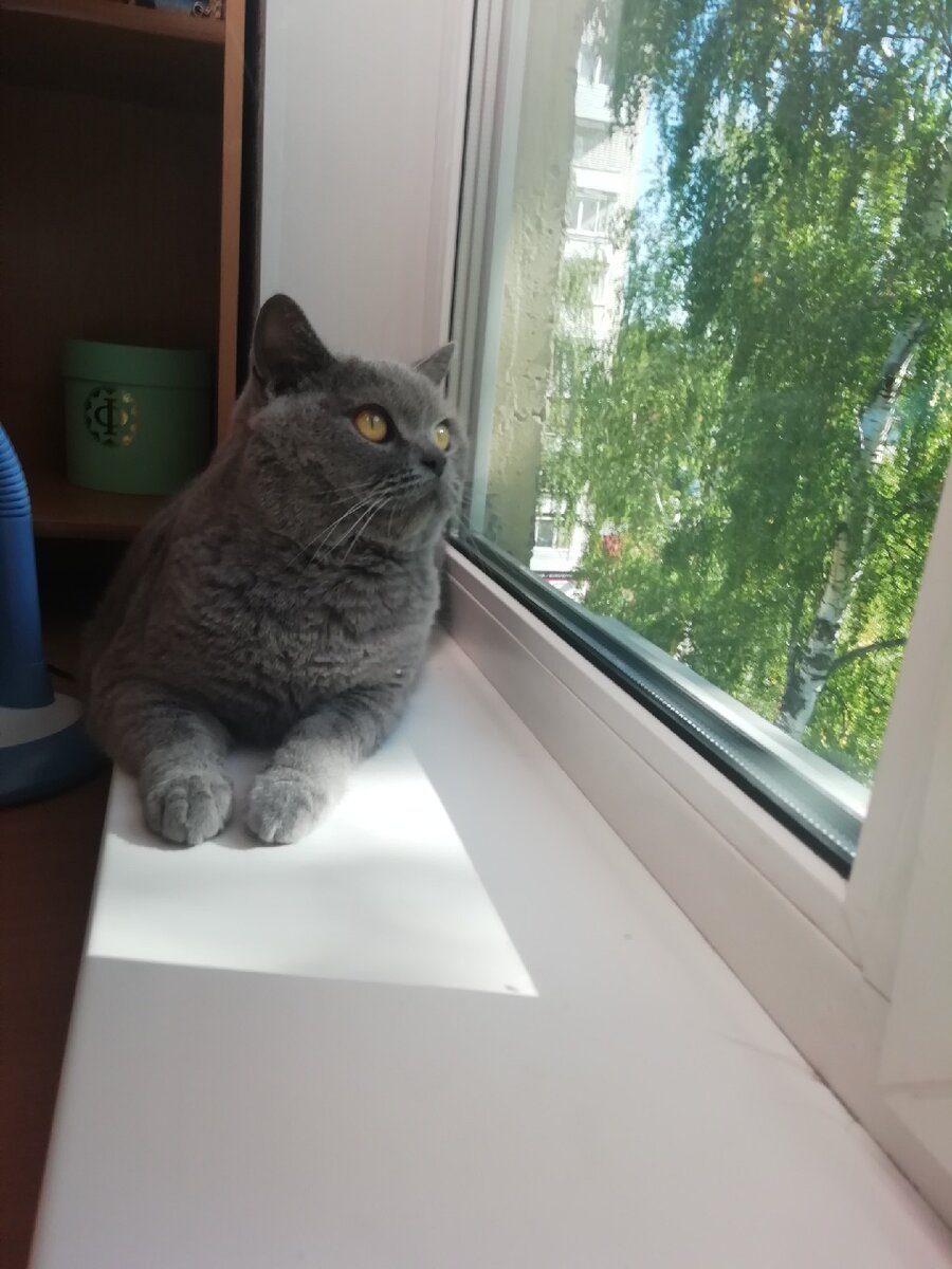 Наверное, каждый из нас видел во взгляде своего питомца что-то человеческое и осмысленное...