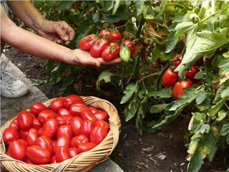 Урожай помидоров. Помидоры на даче. Хороший урожай томатов. Помидоры растут. Получить хороший урожай помидор