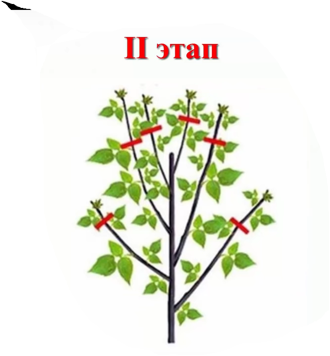 Когда вырезать малину после плодоношения. Малина Таруса малиновое дерево обрезка. Малина дерево Таруса обрезка. Штамбовая малина. Малина штамбовая дерево.