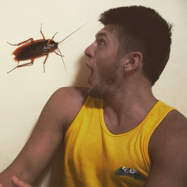 Австралийский таракан. Огромные австралийские тараканы. Тапок таракана