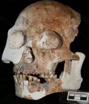Человеческий череп, извлеченный из пещеры Лонглин, отличающийся сочетанием современных и примитивных черт. ( Даррен Курное)