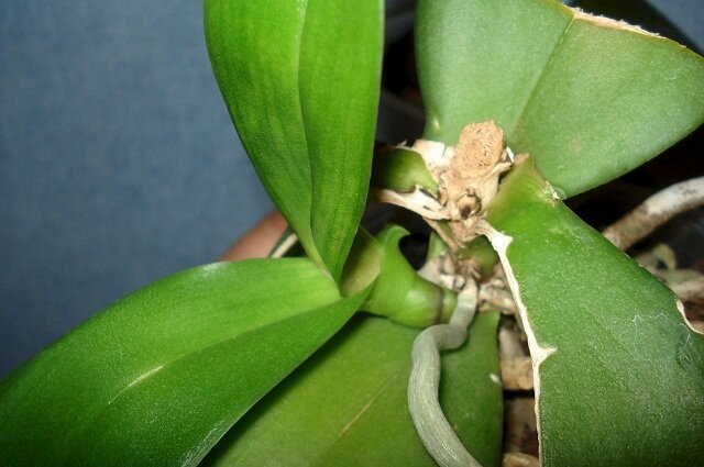 Трещины на листьях орхидеи фаленопсис