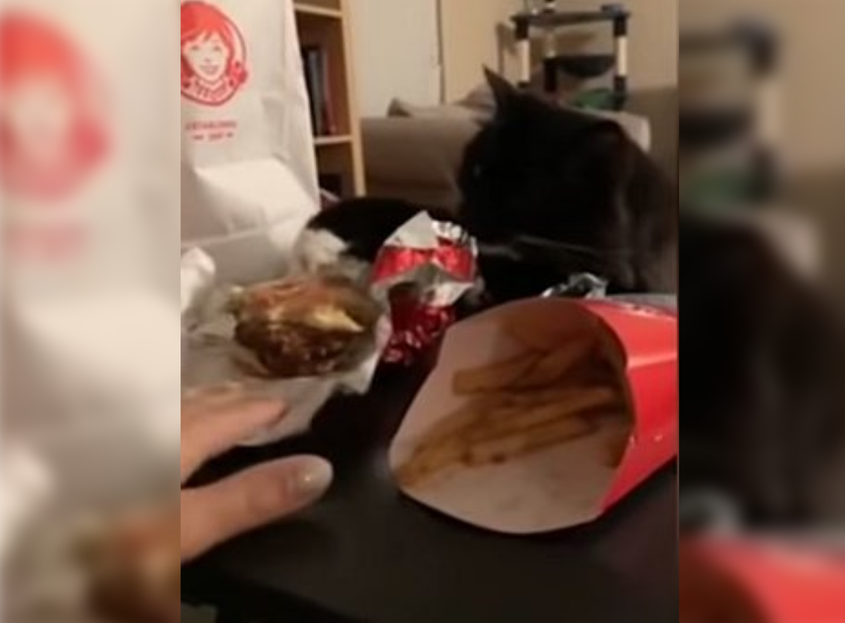 Кадр видео youtube.com/Daily Mail