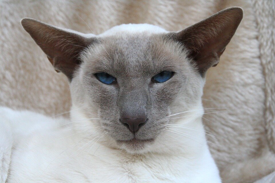 На этого кота поход Кико, которого укусила оса
