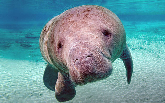 Ламантин, 8 лет, ищу подруг. Пошлый