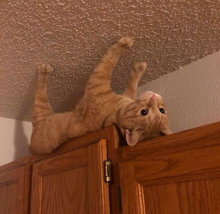 lapyhvost.umoritelno.com    