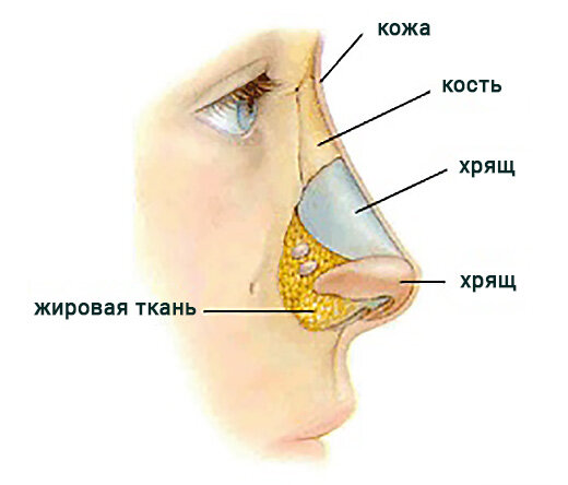 анатомия носа