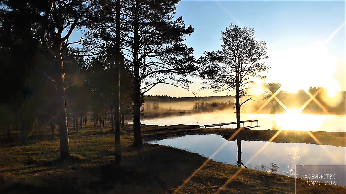 тихое утро у прудов