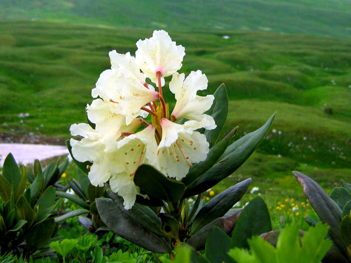 Рододендрон кавказский