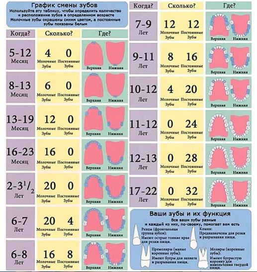  Сохраняйте себе график смены детских зубов и не забывайте проверяться у стоматолога каждые 6 месяцев.  