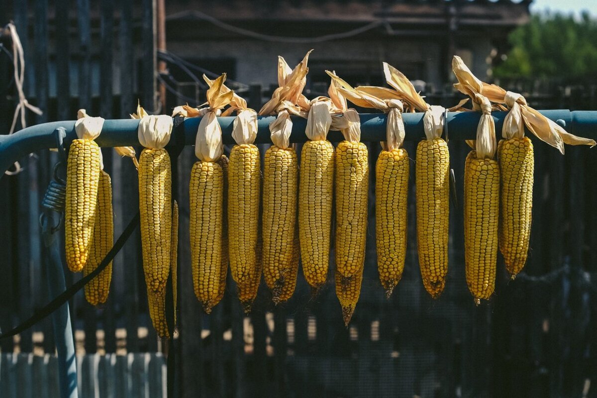 Кукуруза на традиционной сушке