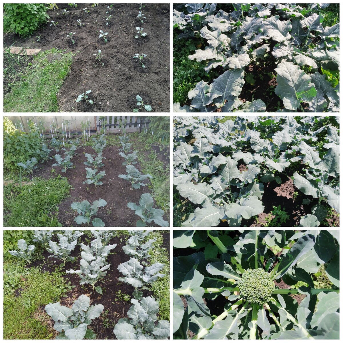 Посадка брокколи в открытый грунт рассадой