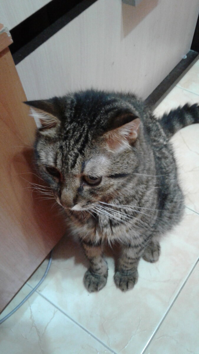 На фото Боня без вкусняшек.