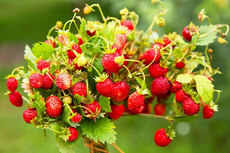 Фото взято из открытых источников в интернете