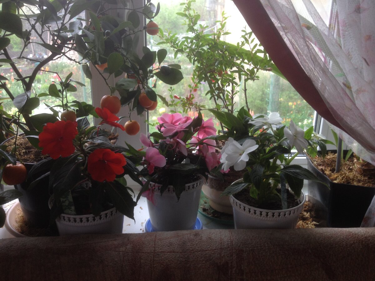 Красный, розовый, белый ..