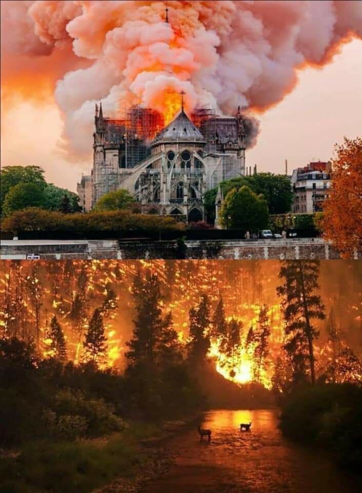 Пожары в Сибирских лесах и пожар в Нотр Дам де Пари