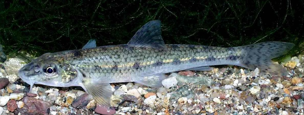 Обычный пескарь