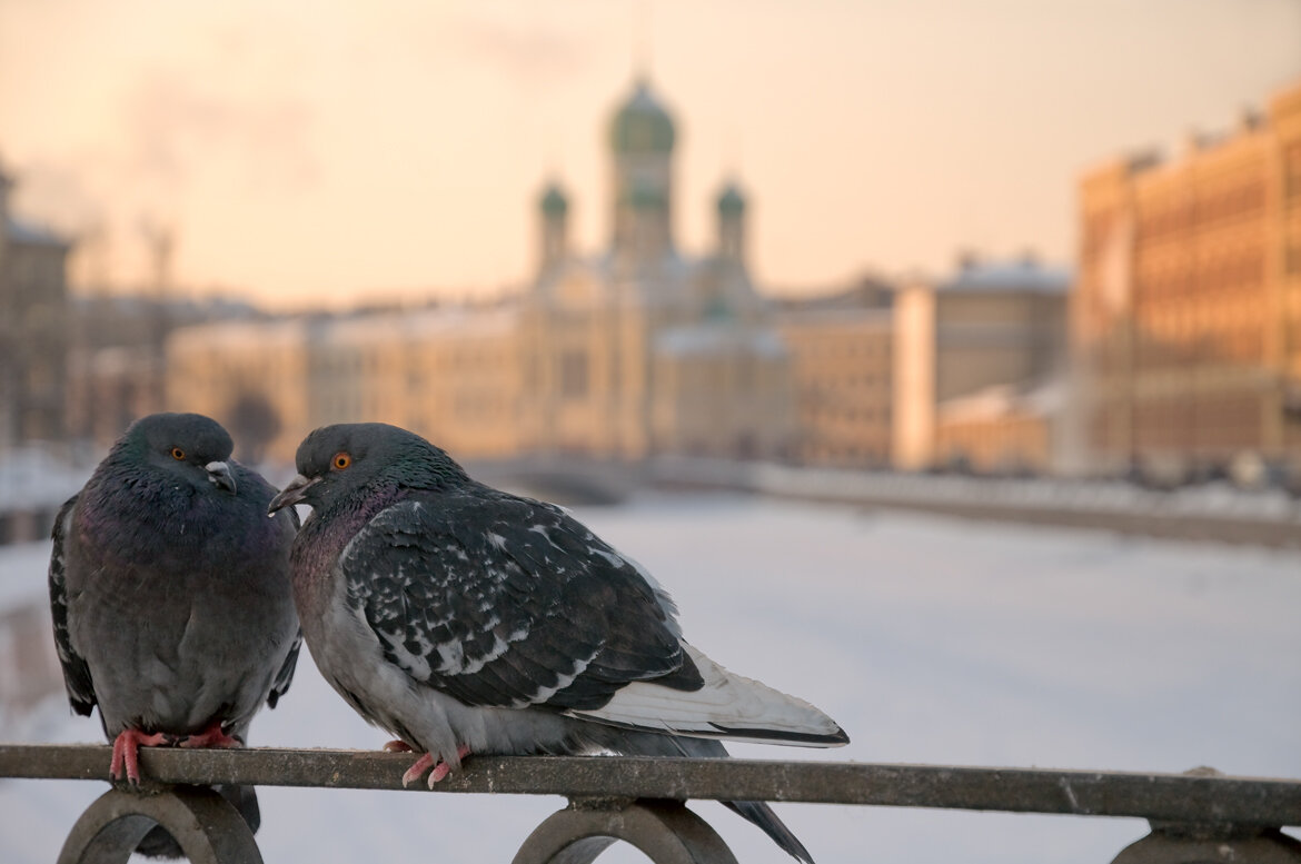 Голуби в городе