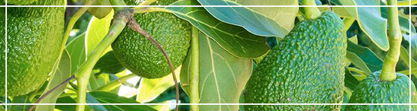 Так растёт авокадо.