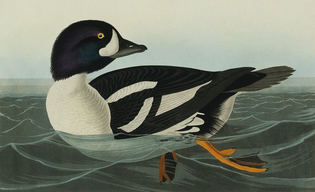 John James Audubon