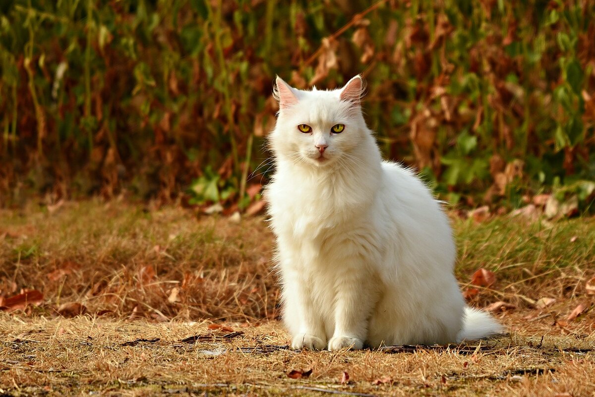 Можно ли кошке супрастин? | ZOO CHANNEL | Дзен