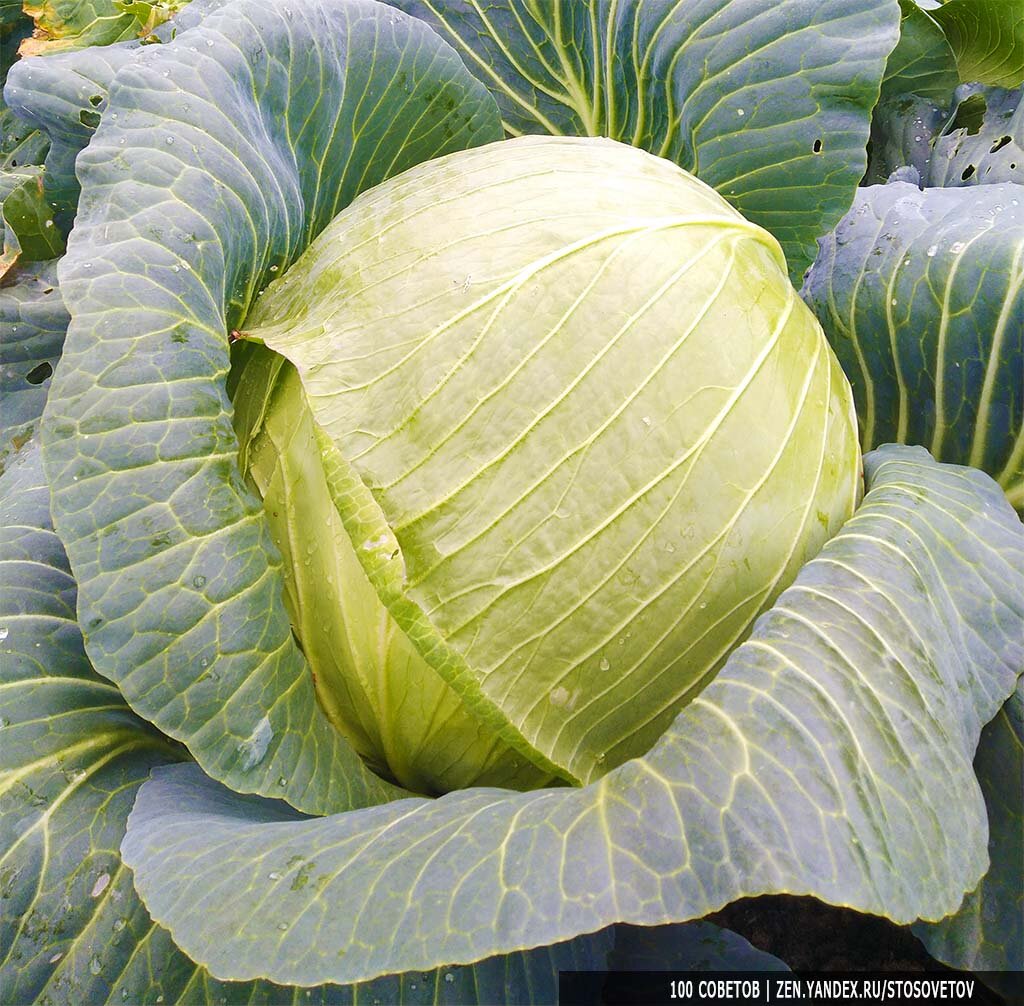 Капуста белокачанная Сахарная Королева F1