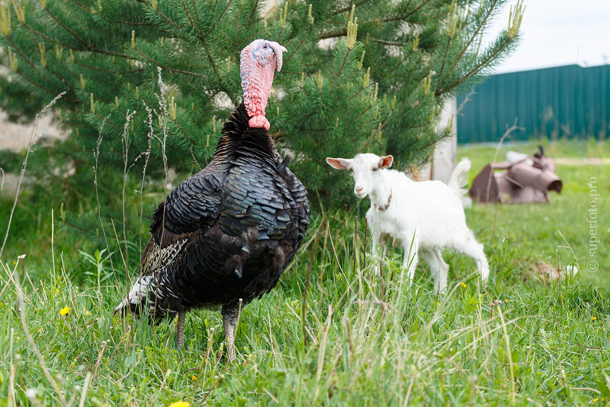 петух козленок. петух козленок. коза и курица. домашние животные в деревне. козы в деревне.