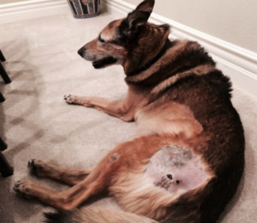 Лечение язв на теле у собаки