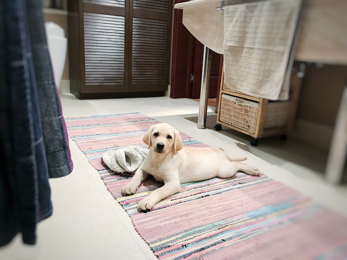 Об уединении в ванной можно теперь забыть ;)