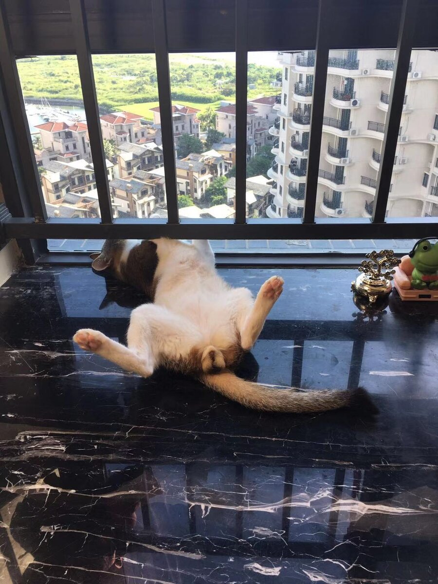 Наш кот Васька Ван