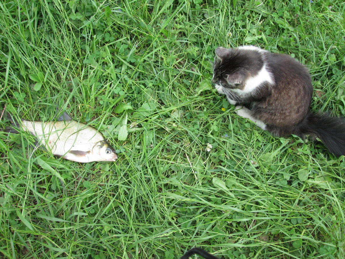 Это наш Кузя еще с хвостом