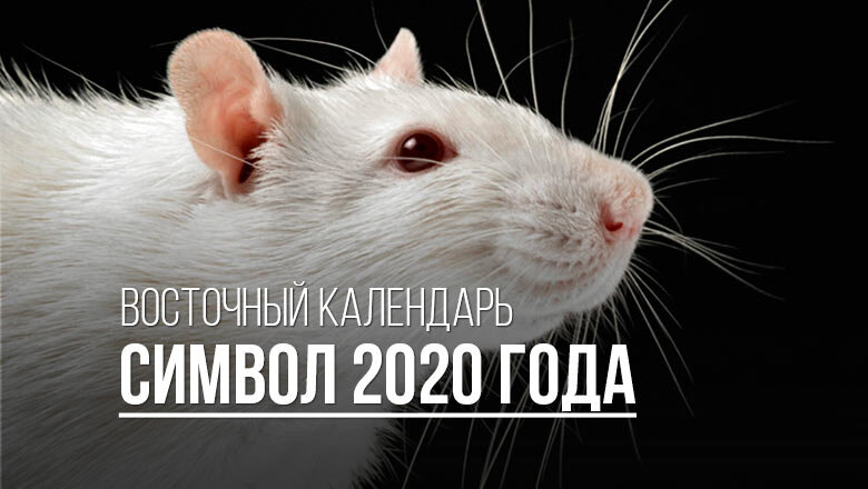 Какой год по календарю 2020 животное Как правильно встретить год Белой Металлической Крысы? Алёна Тимофеева Дзен