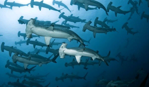 Зачем акуле-молот на голове молот?